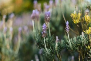 mejores auriculares sony